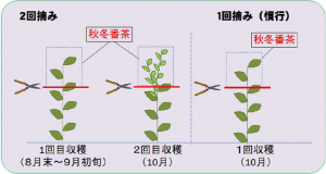 秋冬番茶の２回摘み