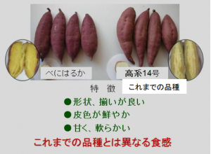 べにはるかと高系１４号