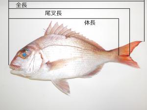 魚の全長、尾叉長、体長