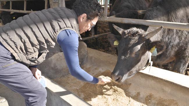 牛に餌を与える片桐社長