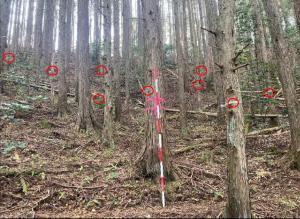 間伐前の豊後大野市の森林