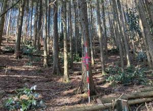 間伐後の豊後大野市の森林
