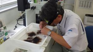 観察の様子