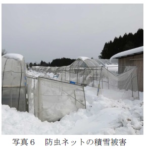 防虫ネットの積雪被害