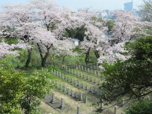 大分県桜ヶ丘聖地(旧陸軍墓地)写真1
