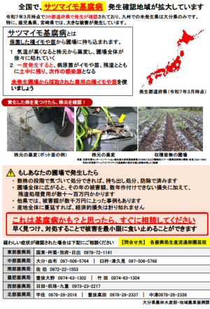 サツマイモ基腐病対策チラシ